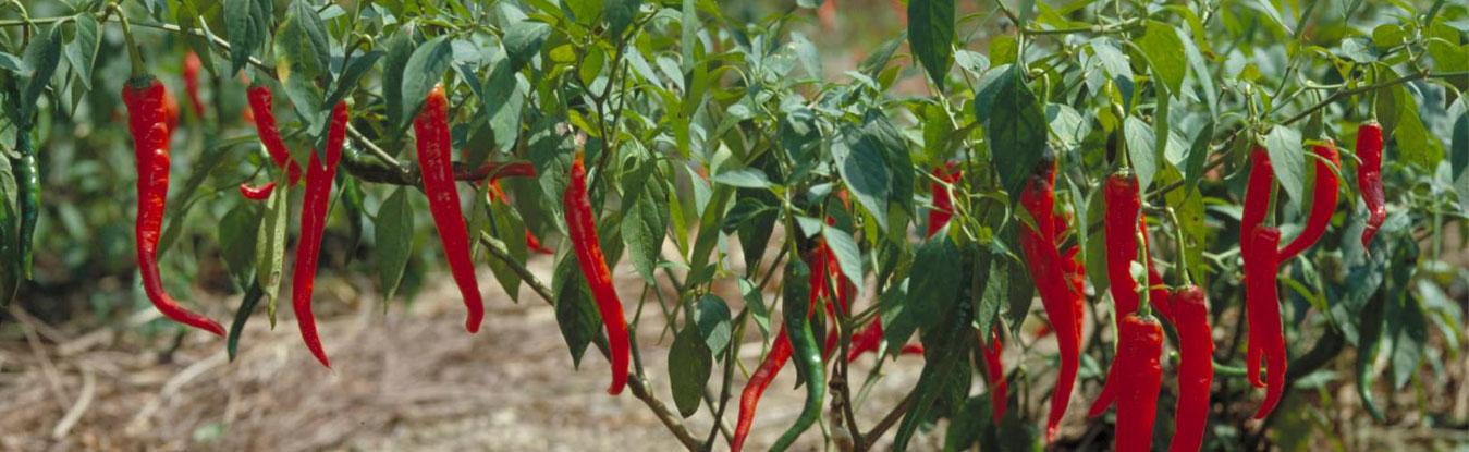 Kaushik Agri Exports